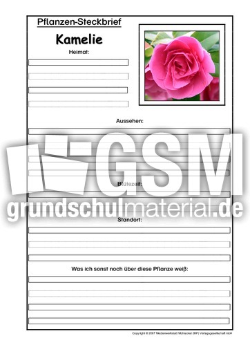 Pflanzensteckbrief-Kamelie.pdf